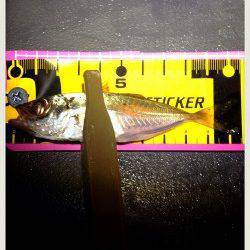 新浜漁港周辺豆アジ調査へ〜アジのサイズはまだ厳しい様子