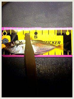 新浜漁港周辺豆アジ調査へ〜アジのサイズはまだ厳しい様子