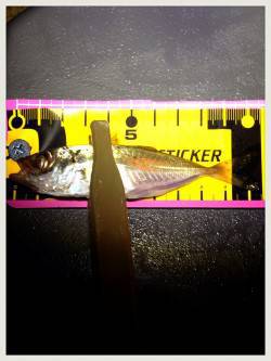 新浜漁港周辺豆アジ調査へ〜アジのサイズはま…