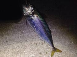 須磨周辺の漁港をランガン〜アジングでサバ