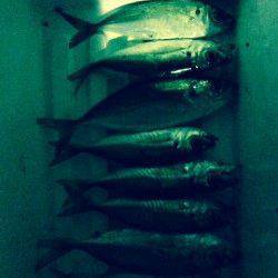 深日漁港周辺でのアジング〜カラーチェンジでアタリ続きました