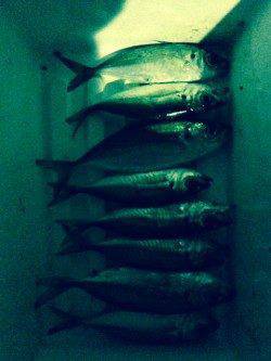 深日漁港周辺でのアジング〜カラーチェンジでアタリ続きました