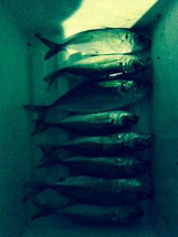 深日漁港周辺でのアジング〜カラーチェンジで…