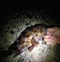 アコウ狙いで助松外向きテトラを探るも・・・ガシラのみ