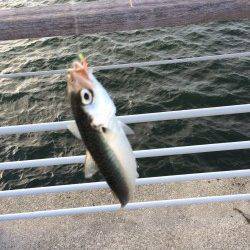 南港周辺サビキは絶好調　豆アジ・小サバ・サッパ・カタクチ