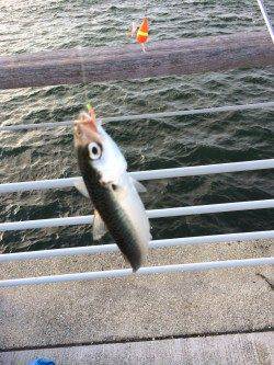 南港周辺サビキは絶好調　豆アジ・小サバ・サッパ・カタクチ