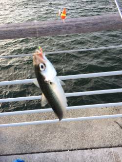 南港周辺サビキは絶好調　豆アジ・小サバ・サ…
