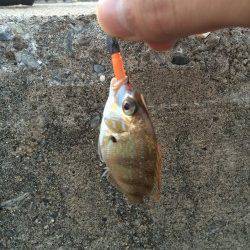 鳥取ノ荘でチャリコ・メバル・ガシラ