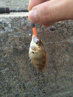 鳥取ノ荘でチャリコ・メバル・ガシラ