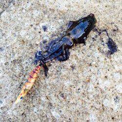 間人と伊根周辺エギングでアオリイカ　まだ小さな新子でした