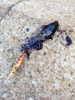 間人と伊根周辺エギングでアオリイカ　まだ小さな新子でした