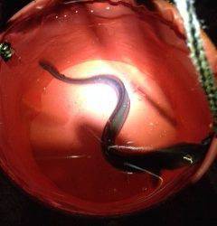 夏のスタミナ付ける為に林崎漁港で穴子釣り♪