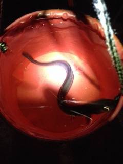 夏のスタミナ付ける為に林崎漁港で穴子釣り♪