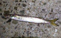 新浜漁港周辺豆アジ調査へ〜アジのサイズはまだ厳しい様子