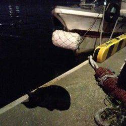 須磨周辺の漁港をランガン〜アジングでサバ