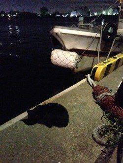 須磨周辺の漁港をランガン〜アジングでサバ