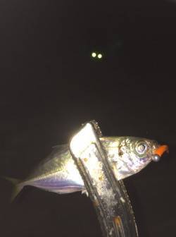 舞洲アジング　ボトムでのアタリが多かったで…