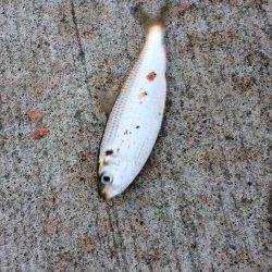 南港周辺サビキは絶好調　豆アジ・小サバ・サッパ・カタクチ