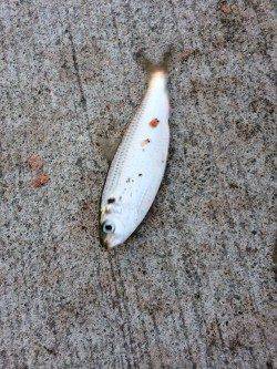 南港周辺サビキは絶好調　豆アジ・小サバ・サッパ・カタクチ