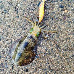 間人と伊根周辺エギングでアオリイカ　まだ小さな新子でした