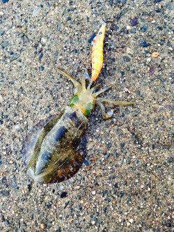 間人と伊根周辺エギングでアオリイカ　まだ小さな新子でした