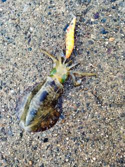 間人と伊根周辺エギングでアオリイカ　まだ小…