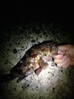 アコウ狙いで助松外向きテトラを探るも・・・…