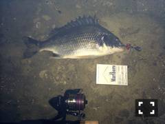 南芦屋浜　チニングゲームでキビレ33cm