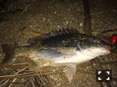 南芦屋浜のチヌ・キビレゲーム〜アタリ多く楽…