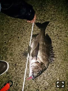 雨の林崎漁港でチンニング　開始2投目でヒッ…