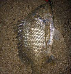 南芦屋浜のチヌ・キビレゲーム〜アタリ多く楽しめました