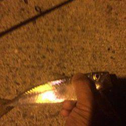 谷川漁港　アジング釣行でアジ＆カマス＆小サバ