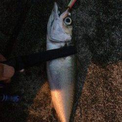 ポートアイランド北公園でショアジギング〜1時間半でサバ15匹