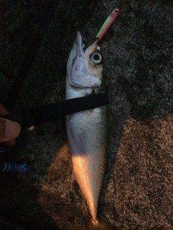 ポートアイランド北公園でショアジギング〜1時間半でサバ15匹