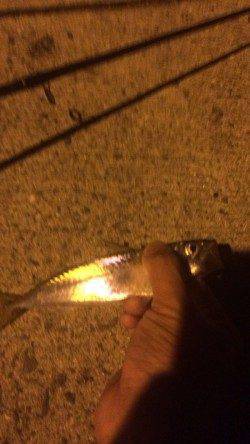 谷川漁港　アジング釣行でアジ＆カマス＆小サバ