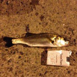 岸和田にてチヌ狙い〜活性が高く全てイソメ丸呑みでした♪