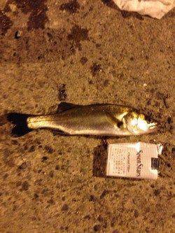 岸和田にてチヌ狙い〜活性が高く全てイソメ丸呑みでした♪