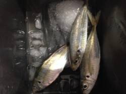 アジ狙いのランガンアジング釣行☆