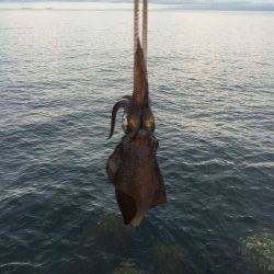水軒　タチウオにエギングに色々楽しめました☆