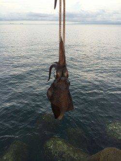 水軒　タチウオにエギングに色々楽しめました☆