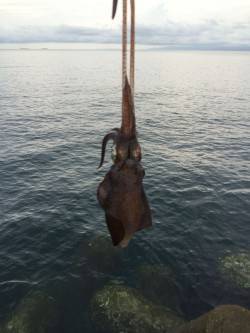 水軒　タチウオにエギングに色々楽しめました…