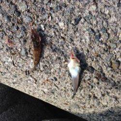 淡輪漁港　ちょい投げでキス釣り楽しめる