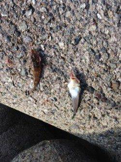 淡輪漁港　ちょい投げでキス釣り楽しめる