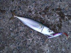 西宮ケーソン　ショアジギングでサバゲーム楽しめる