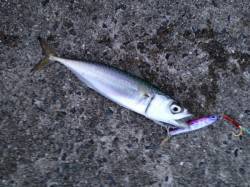 西宮ケーソン　ショアジギングでサバゲーム楽…