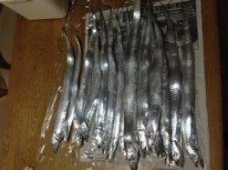 海南ワインド釣行　1時間で16匹釣れました！