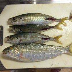 田ノ浦漁港にてサビキ釣り、アジのほかコノシロ・イワシなど