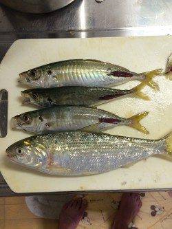 田ノ浦漁港にてサビキ釣り、アジのほかコノシロ・イワシなど