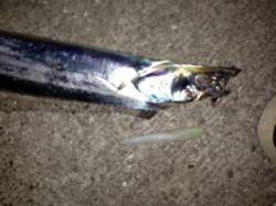 紀ノ川河口　表層付近のワインドでタチウオヒ…