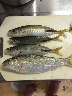 田ノ浦漁港にてサビキ釣り、アジのほかコノシ…